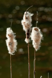 Broad-leaved cattail, cattail, cattail family, typha latifolia, typhaceae, broadleaf cattail,