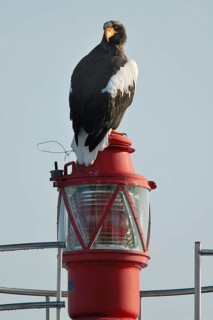 Steller's Sea Eagle (Haliaeetus pelagicus), Hokkaido, Japan