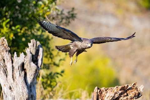 Common Buzzard (Buteo buteo) Germany