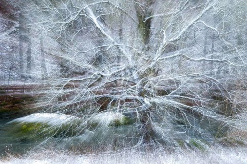 Tree, detail, Elstertal, landscape, snow, snow, rock, tree, winter