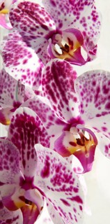 Phalaenopsis orchid with speckled white and purple petals, three flowers, close-up, Witten, North