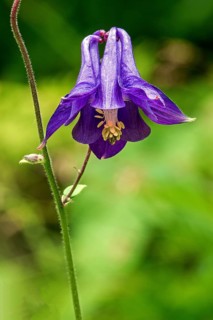 European columbine (Aquilegia vulgaris), blue flowers, close-up, Oberallgäu, Allgäu, Bavaria,