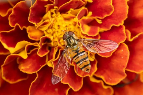 Common hoverfly (Eupeodes corollae) adult insect feeding on a garden French marigold flower in