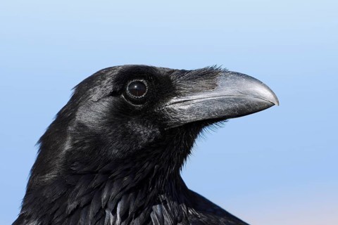 African Northern Raven (Corvus corax tingitanus), portrait, Fuerteventura, Canary Islands, Spain