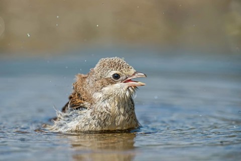 Red-backed Shrike (Lanius collurio) juvenile bathing, Aosta Valley, Italy