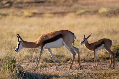 Cute young and mother, springbok (Antidorcas marsupialis) in meadow, Mountain Zebra National Park,
