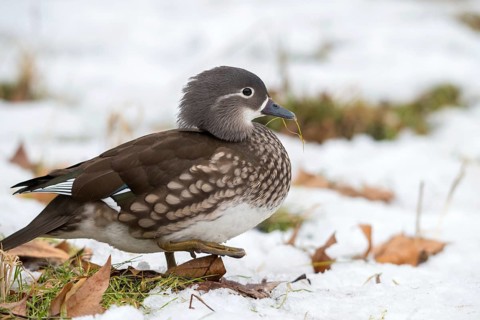 Aix galericulata, mandarin, mandarin duck, anatidae, bath, birds, ducks, ducks, duck birds, female,