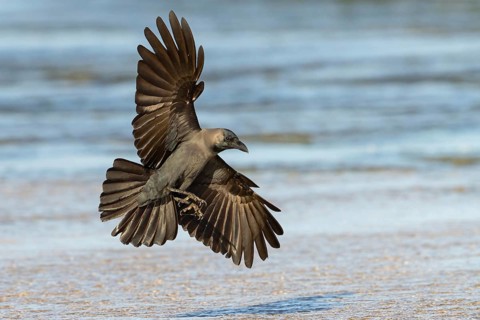 Shining Crow, Indian House Crow, House Crow, (Corvus splendens), Corbeau familier, Corneja India,
