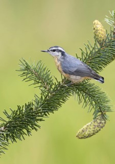 Red-breasted Nuthatch (Sitta canadensis), British Columbia, Canada