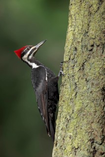 Pileated Woodpecker (Dryocopus pileatus) perched on a tree trunk near Victoria, BC, Canada