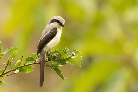 Mackinnon's Shrike (Lanius mackinnoni) perched on a branch, Kakamega Forest, Kenya