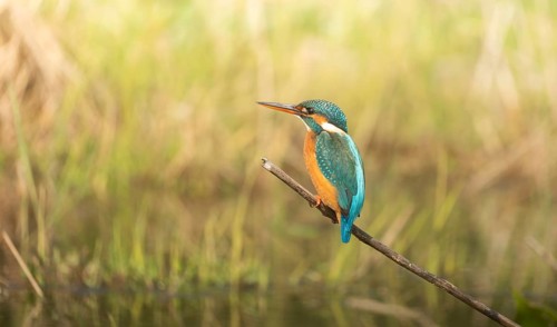 Vibrant Common Kingfisher (Alcedo atthis) perched on a thin branch, Sreepur, Gazipur, Bangladesh