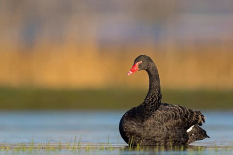 Black swan (Cygnus atratus), swims, waters, biotope, habitat, foraging, swan family, Der Spieß