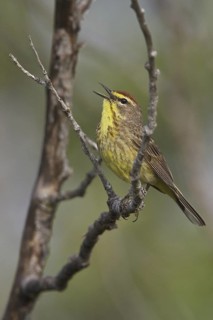 Palm Warbler (Setophaga palmarum palmarum) singing, Saskatchewan, Canada