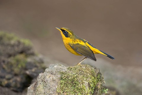 Golden Bush Robin (Tarsiger chrysaeus) male, Yunnan, China