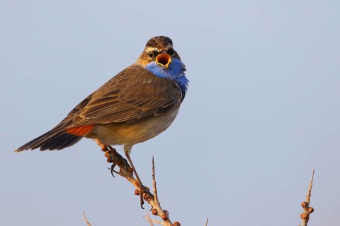 Bluethroat (Luscinia svecica cyanecula) male singing, Texel, Netherlands