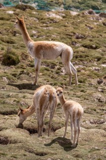 Vicuña (Lama vicugna), Catamarca Province, Argentina