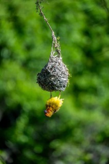 Cape Weaver Bird (Ploceus capensis) hanging upside down from its nest, Addo Elephant Park, South