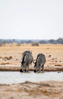 Plains zebra (Equus quagga), two zebras drinking at a waterhole, Nxai Pan National Park, Botswana
