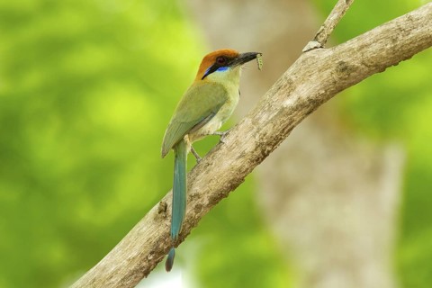 Russet-crowned Motmot Momotus mexicanus El Tuito, Jalisco, Mexico 12 June Adult carrying food.