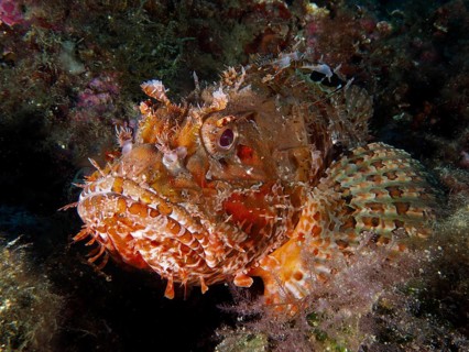 Close-up of a camouflaged scorpionfish with intricate markings, the red scorpionfish (Scorpaena