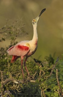Roseate Spoonbill (Platalea ajaja), Texas, USA