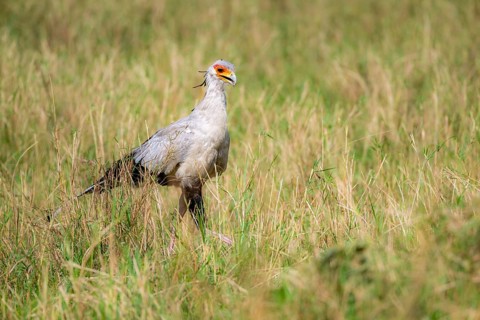 Secretary bird (Sagittarius serpentarius), in the grass, Serengeti National Park, Tanzania