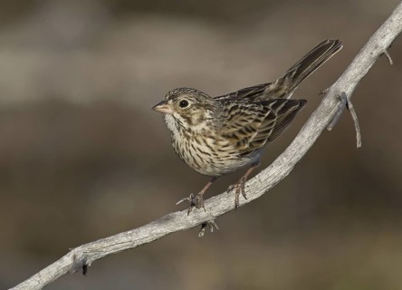 Vesper Sparrow (Pooecetes gramineus), Michigan, USA
