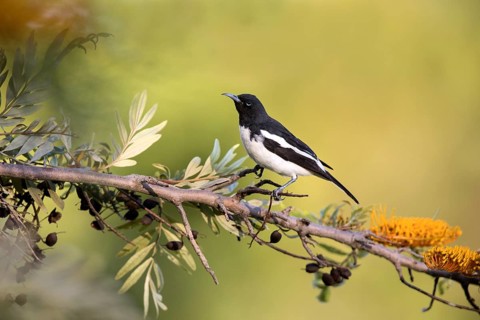 Pied Honeyeater (Certhionyx variegatus) male perched on a branch, Victoria, Australia