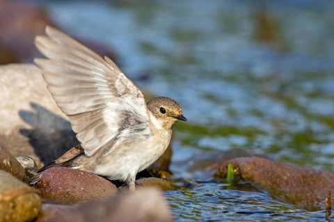 Collared flycatcher, (Ficedula albicollis), family of flycatchers Lesbos Island, Lesbos, Greece