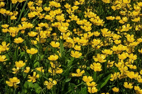 Ranunculus acris, flowering, Baden-Württemberg, Germany