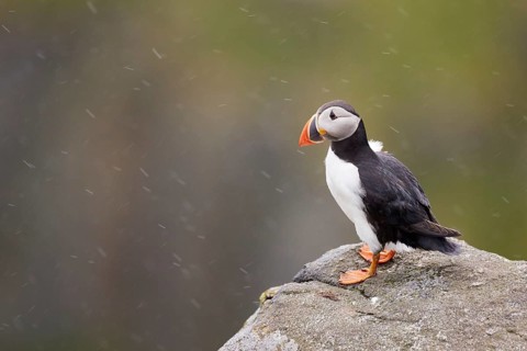 Atlantic Puffin (Fratercula arctica) perched on cliff, Dovrefjell, Norway