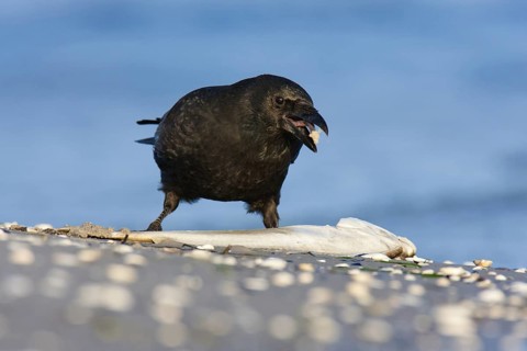 Carrion Crow (Corvus corone), Mecklenburg-Western Pomerania, Germany