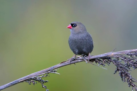 Beautiful Firetail (Stagonopleura bella) perched on a branch, Victoria, Australia