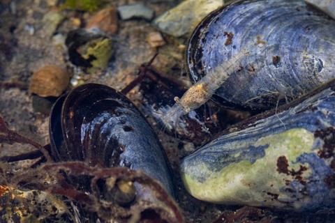A small rock shrimp (Palaemon elegans) searches for food amongst blue mussels (Mytilus edulis),