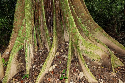Large, moss-covered tree roots in a tropical forest, the jungle of the Amazon basin near