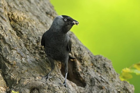 Dohle (Corvus monedula), Jackdaw, Altvogel an der Bruthoehle, mit Futter im Schnabel, Mai, Borken,