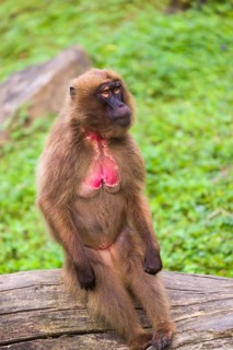 Portrait of an adult female Gelada (Theropithecus gelada), or bleeding-heart monkey, resting on a