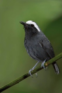 White-browed Antbird (Myrmoborus leucophrys), Manu National Park, Peru
