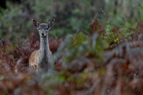 Encounter with a fallow deer calf (Dama dama) in the late afternoon, the mother is not visible