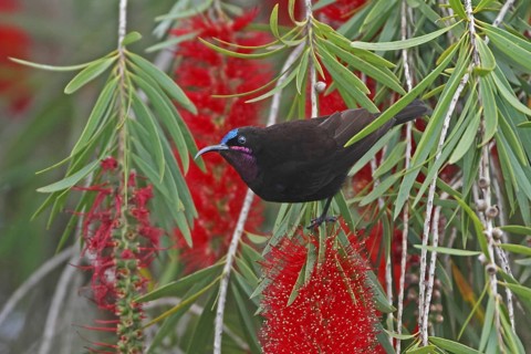Amethyst sunbird, Chalcomitra amethystina