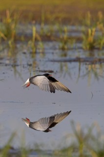 Weißflügelseeschwalbe, White-winged Black Tern, White-winged Tern, Chlidonias leucopterus,