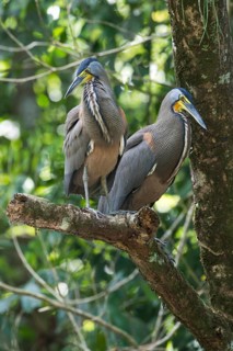 Bare-throated Night Heron (Tigrisoma mexicanum), Tortuguero National Park, Costa Rica