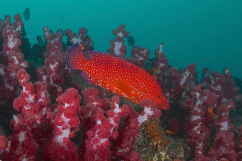 Jewelled grouper (Cephalopholis miniata)