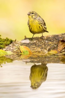 European Serin (Serinus serinus) at a waterhole, Madrid, Spain