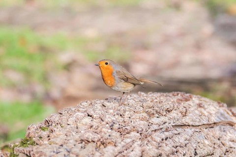 A Wood nuthatch stands alert on a rough tree stump amidst a soft focus natural background,