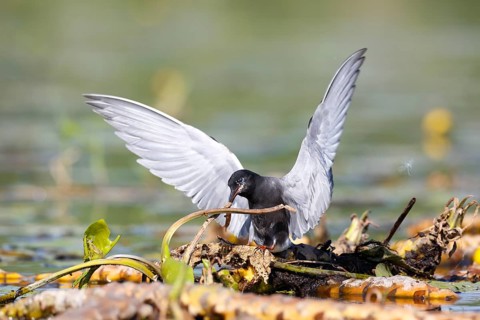 Black Tern (Chlidonias niger) building its nest, Mecklenburg-Western Pomerania, Germany