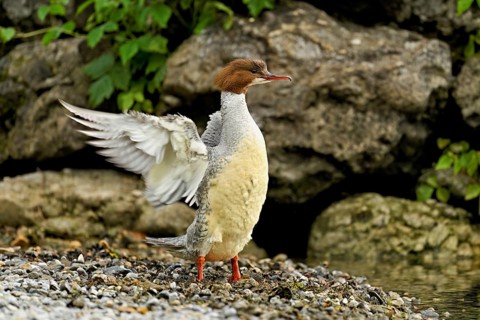 Goosander (Mergus merganser), female shaking her wings, Lake Zug, Cham, Canton Zug, Switzerland