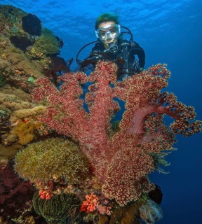Diver looking at large tree coral Soft coral (Dendronephthya hemprichi) growing on steep wall of