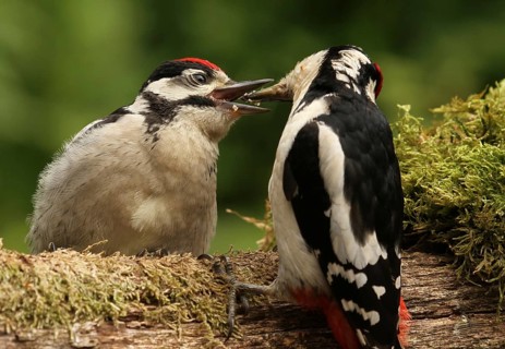 Great Spotted Woodpecker (Dendrocopos major) juvenile, Lower Saxony, Germany